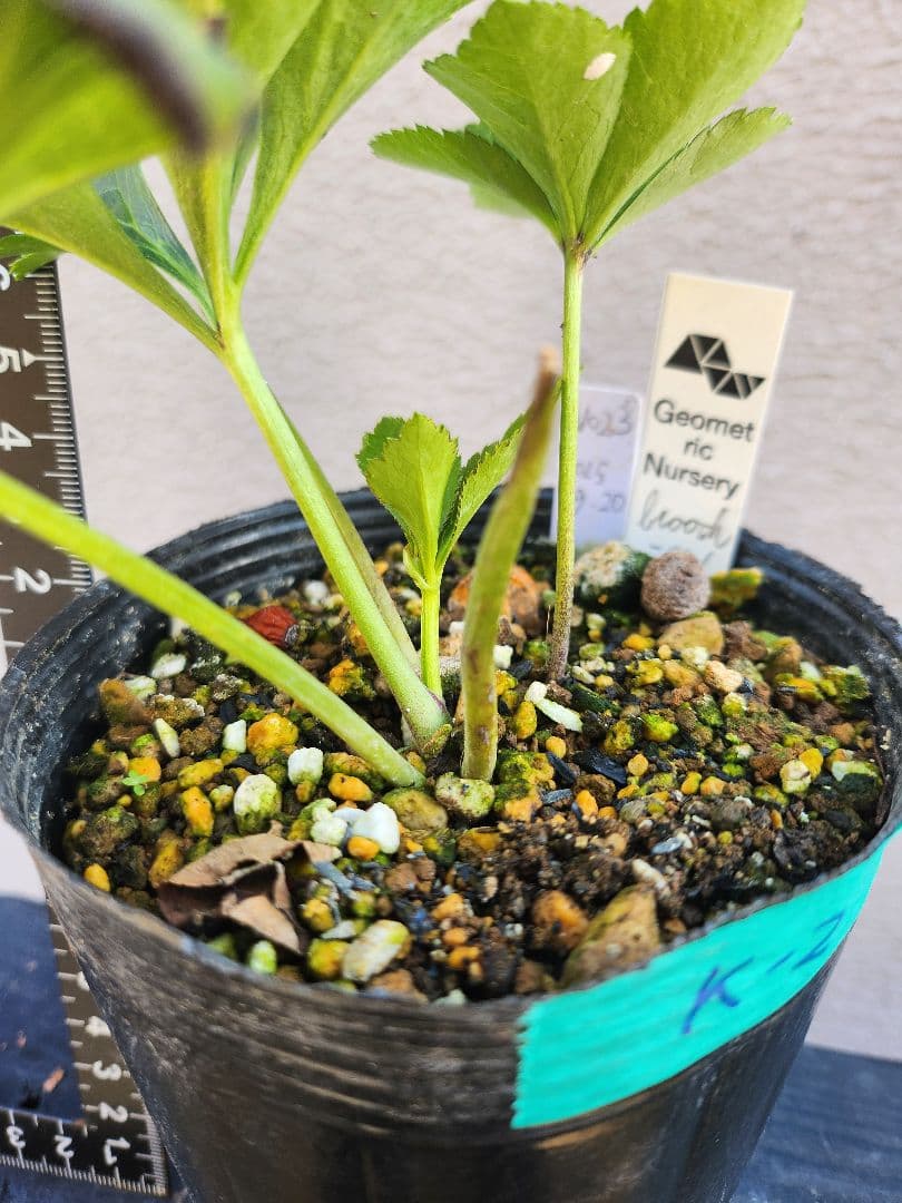 〈匿名発送〉023 クリスマスローズ sd 株分　ブローチ Geometric