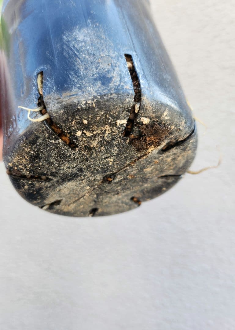 〈匿名発送〉023 クリスマスローズ sd 株分　ブローチ Geometric