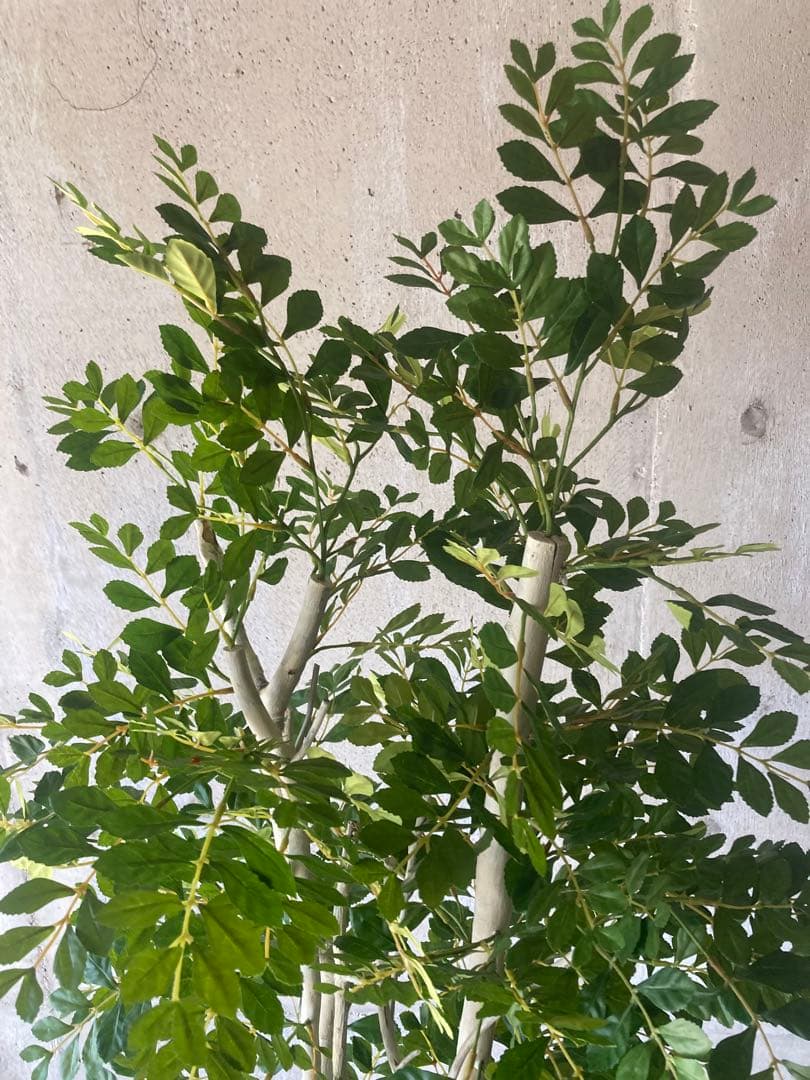 光触媒　人工観葉植物　ウォールグリーン　フェイクグリーン　トネリコ17075aj