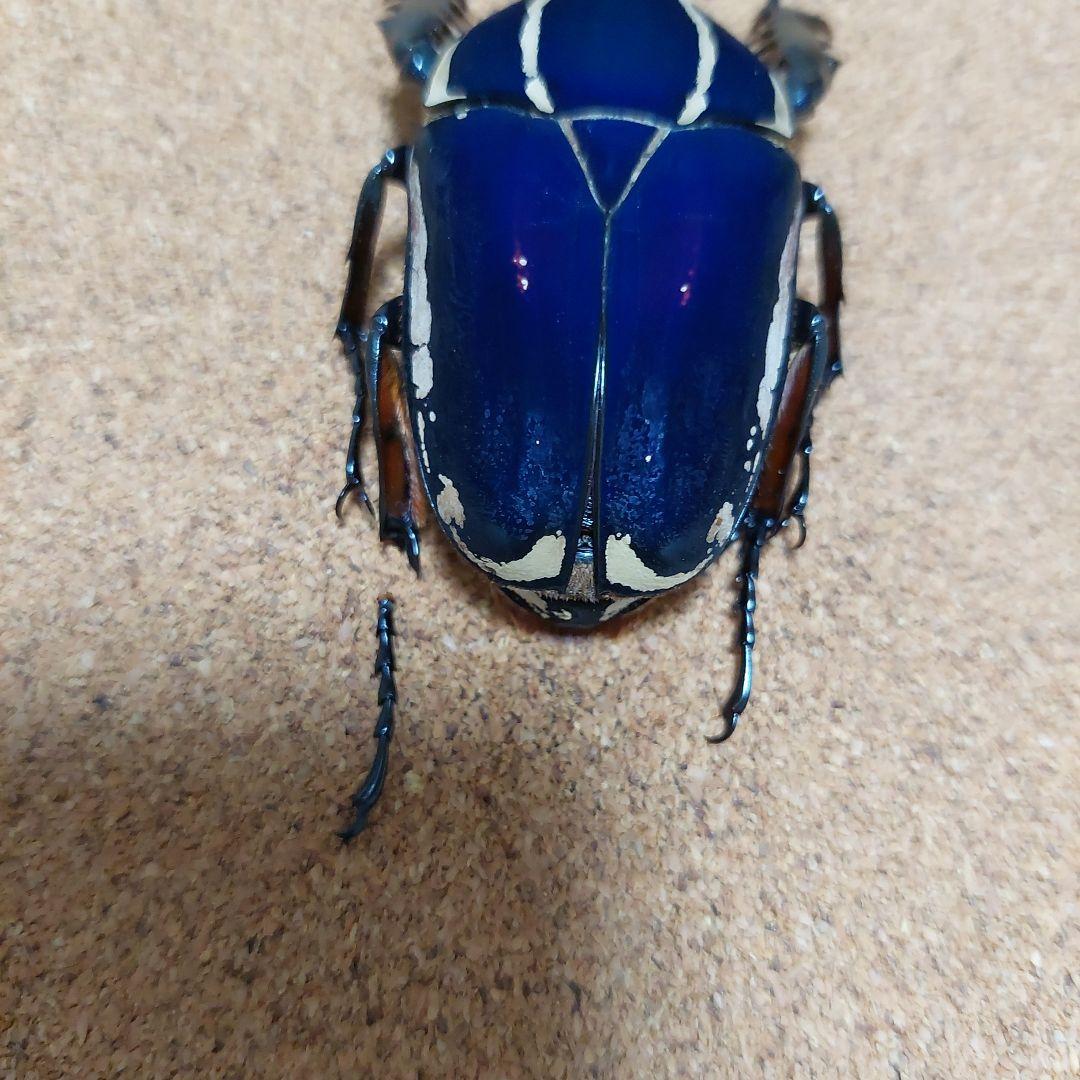 コエポン　ウガンデンシスオオツノカナブン　標本　+フクエアオカナブン　標本