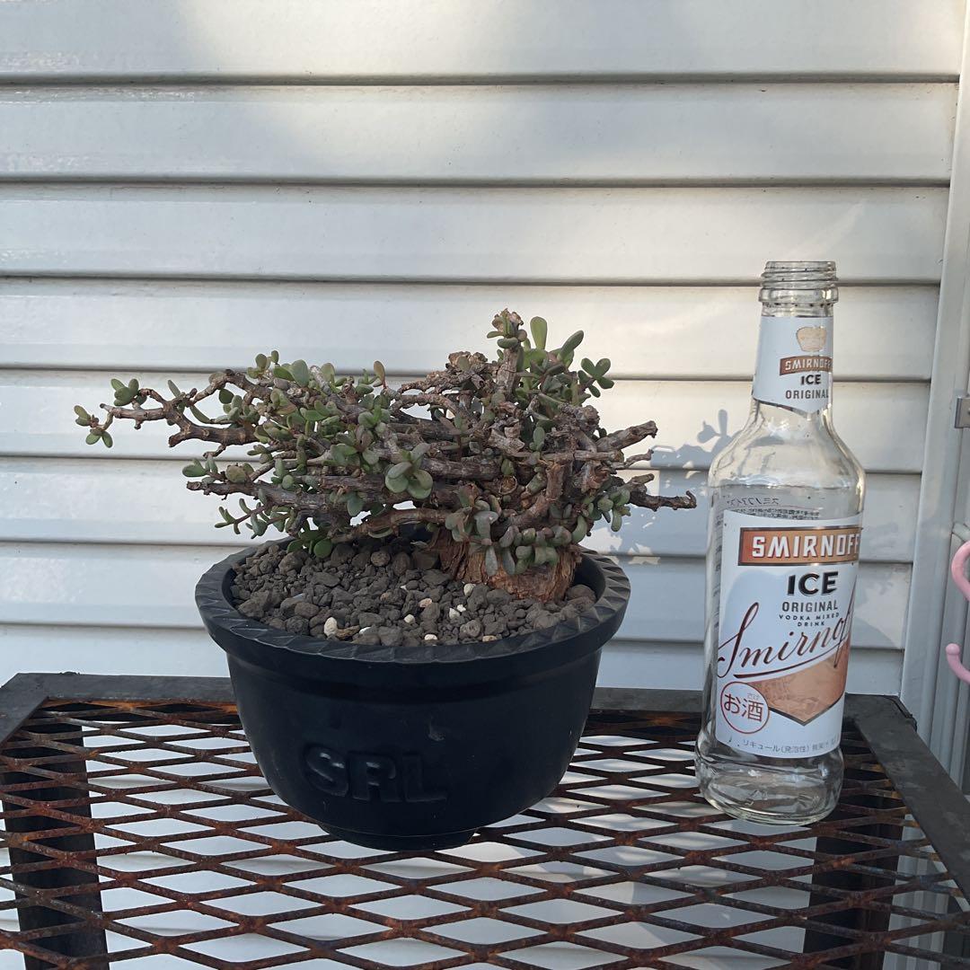 ケラリア　ピグマエア　現地株　盆栽風仕立て　SRL ユーフォルビア　塊根