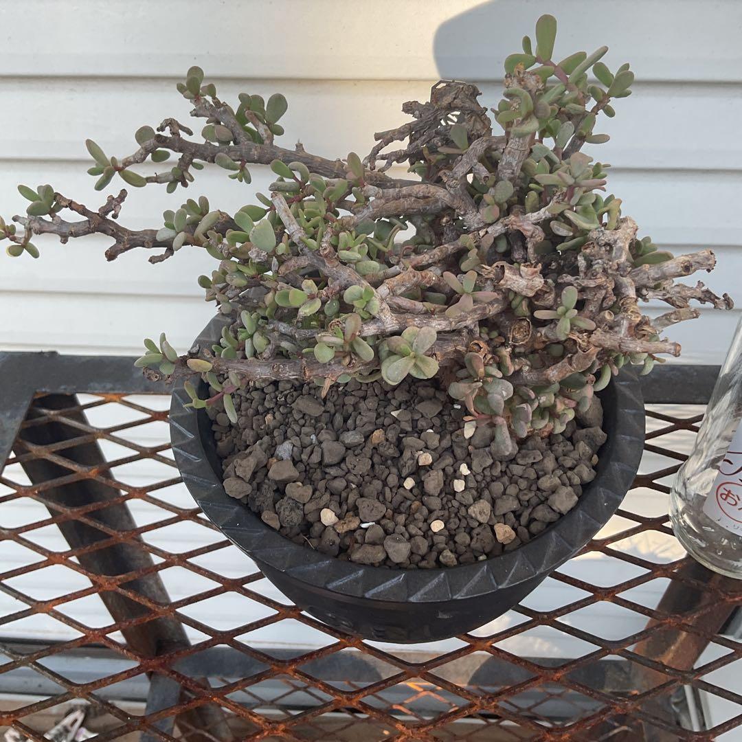 ケラリア　ピグマエア　現地株　盆栽風仕立て　SRL ユーフォルビア　塊根