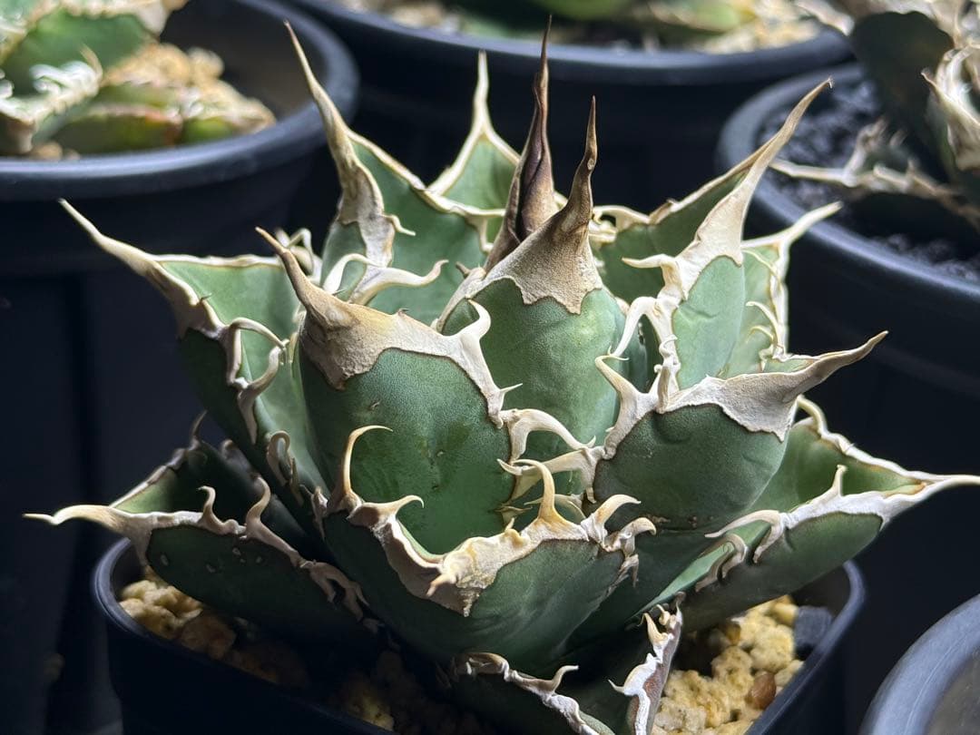 アガベ オテロイ実生株 2024