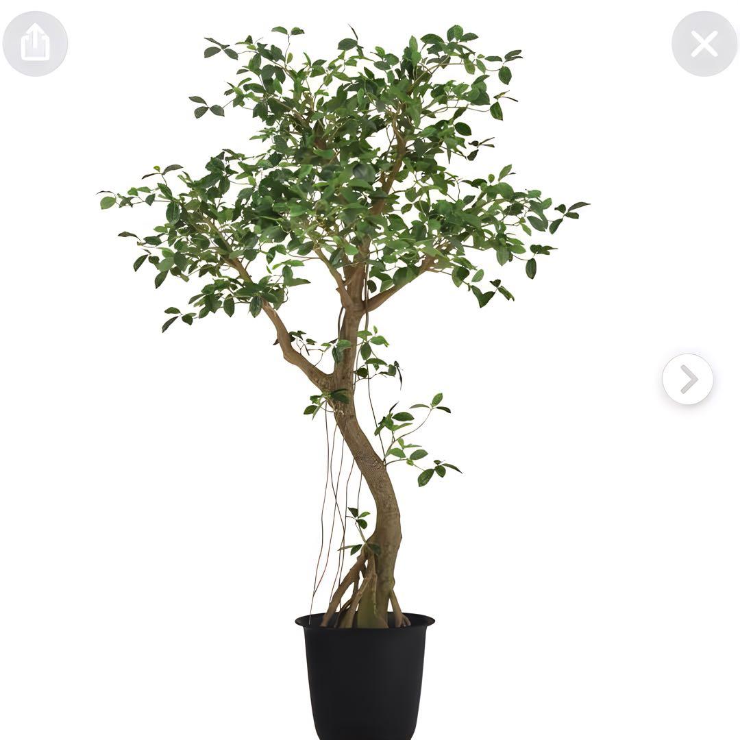 光触媒　人工観葉植物　ウォールグリーン　フェイクグリーン　ガジュマルコアッド鉢