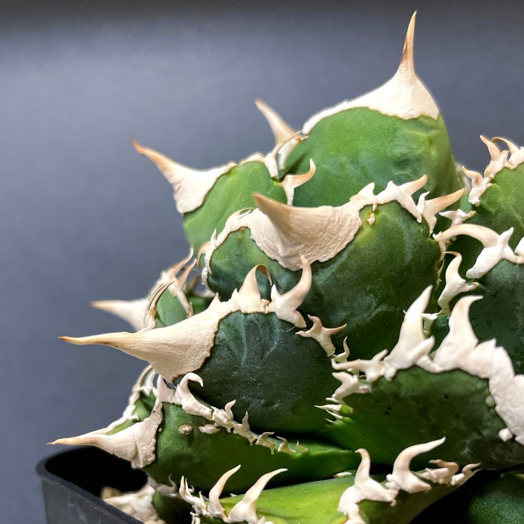 アガベ 特選 大白鯊 親株 子株4個セットLIZE チタノタ