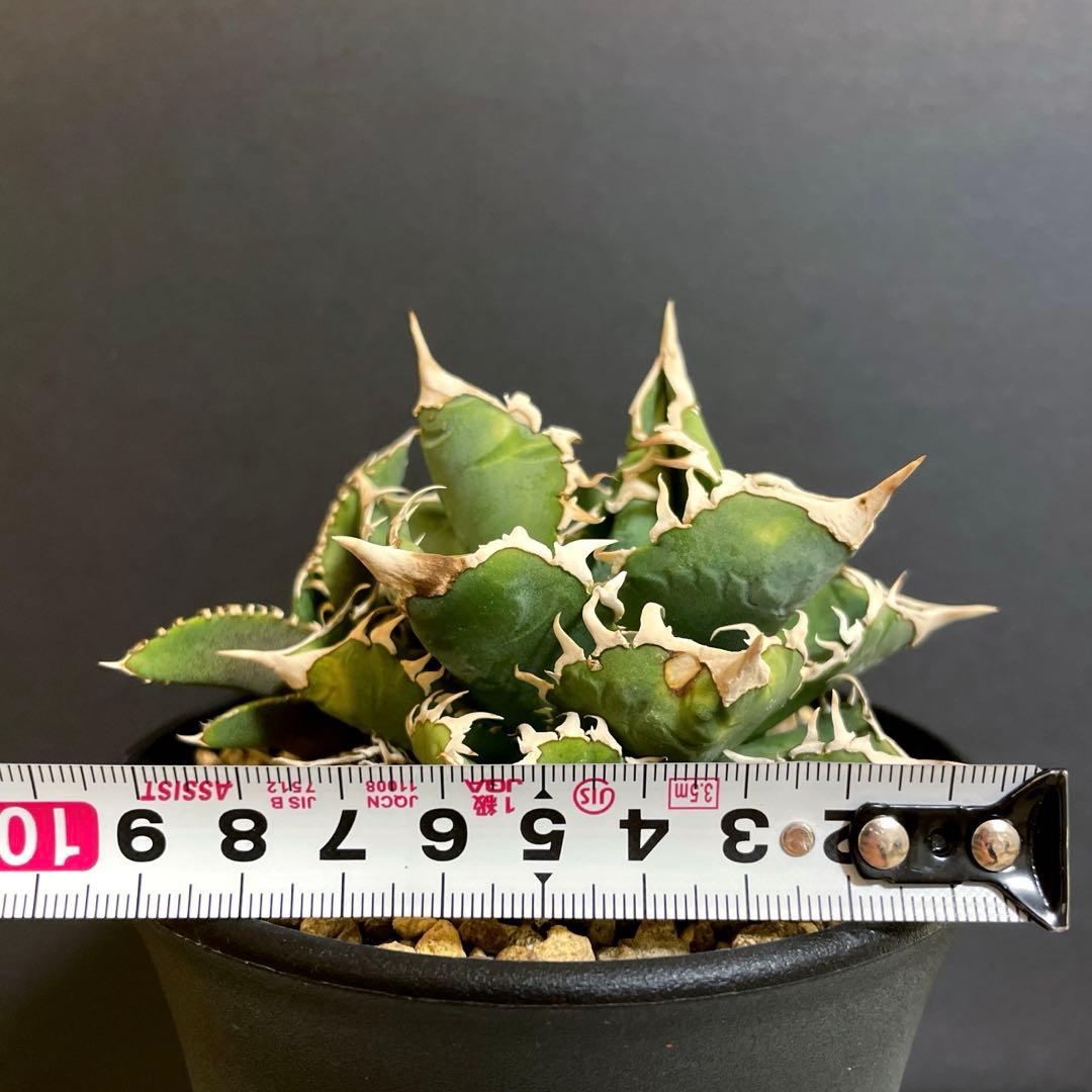 アガベ 特選 大白鯊 親株 子株4個セットLIZE チタノタ