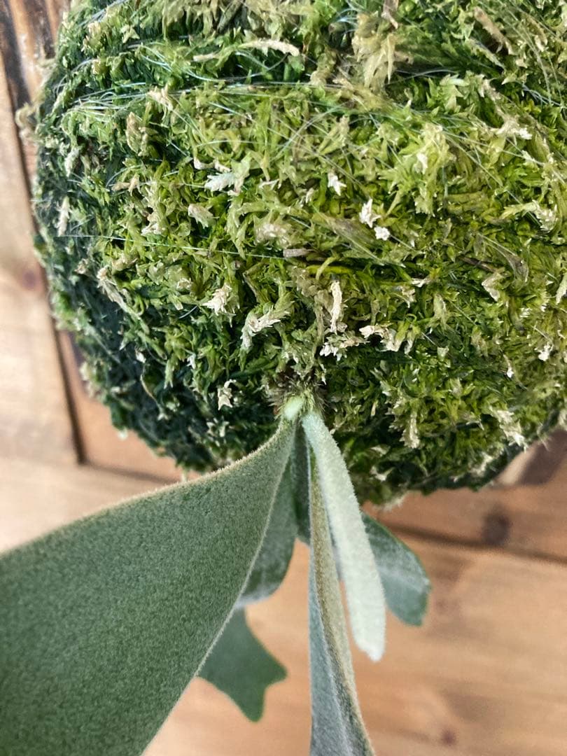 ビカクシダ ウィリンキー \"セーラーマーズ\" oc