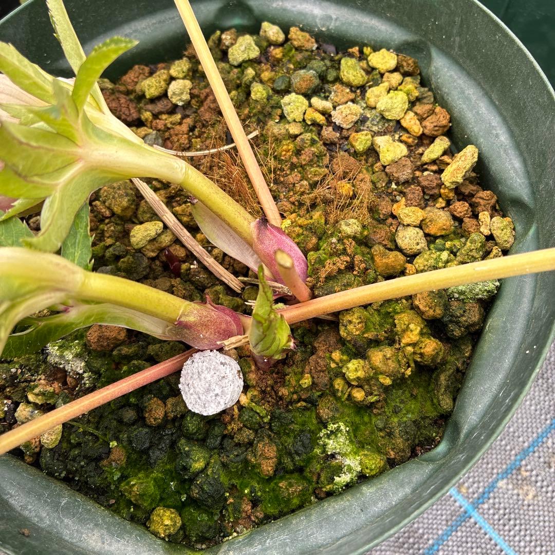 まいさんページ　ゴールド２鉢