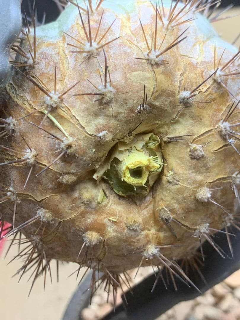 河*治様 Z236 コピアポア　コルムナアルバ　孤竜丸 棘も綺麗