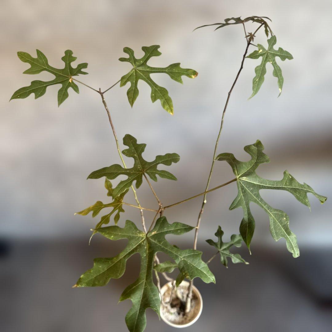 ボトルツリー 2026希少ブラキキトン ディスカラー新芽でてます 鉢付き