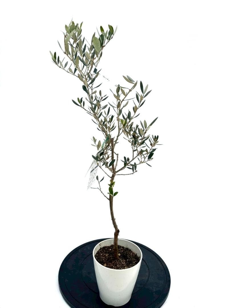 オリーブの木　アメリカン　5号　約85cm　NO.843　希少品種　現品掲載
