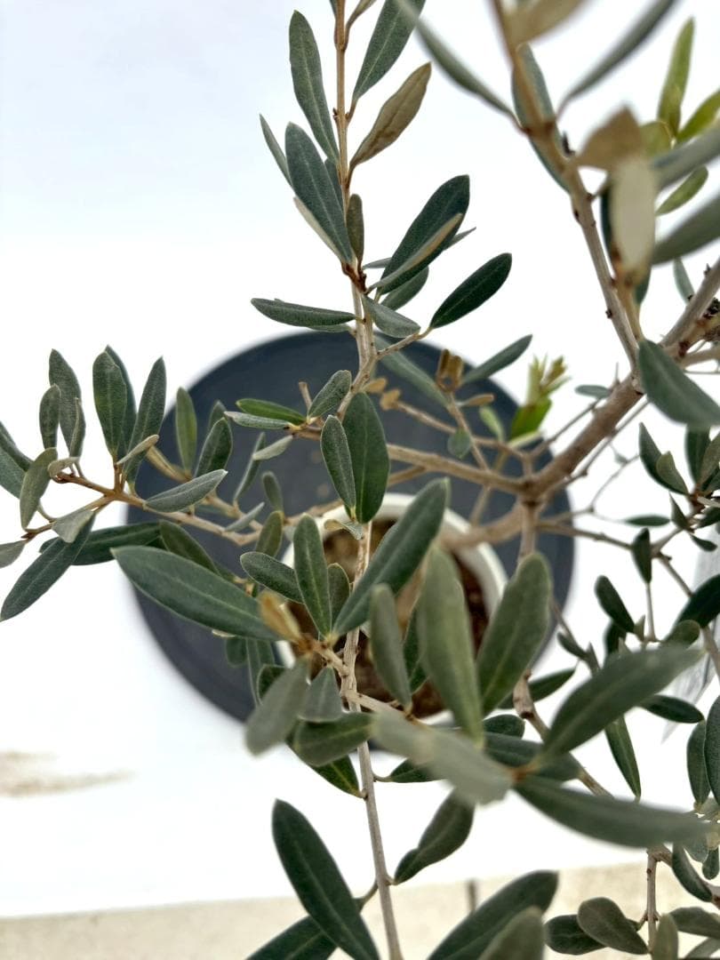 オリーブの木　アメリカン　5号　約85cm　NO.843　希少品種　現品掲載