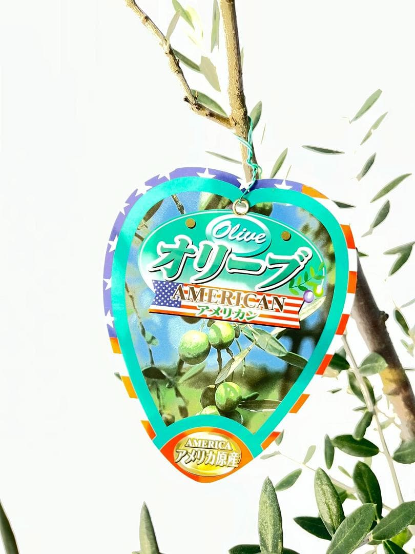 オリーブの木　アメリカン　5号　約85cm　NO.843　希少品種　現品掲載