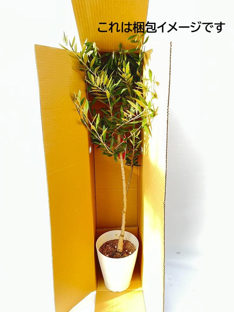 オリーブの木　アメリカン　5号　約85cm　NO.843　希少品種　現品掲載