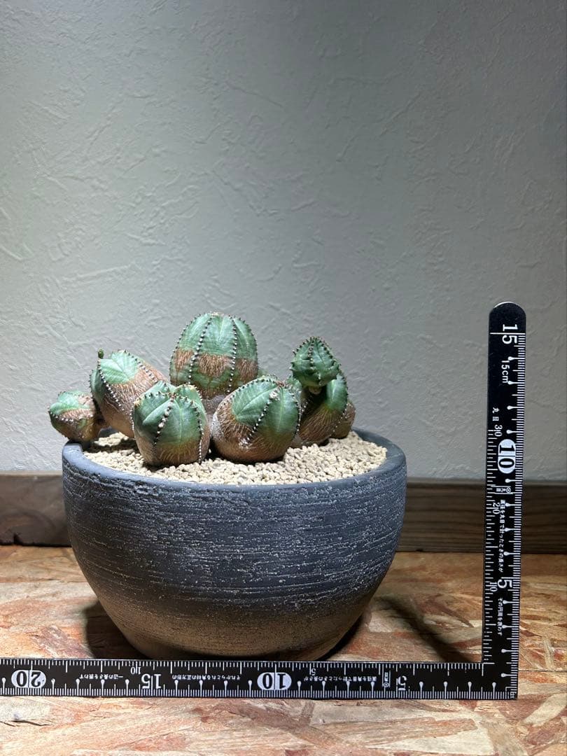 発根済み　オールド　オベサ　群生　ユーフォルビア　木質化　陶器鉢のまま発送