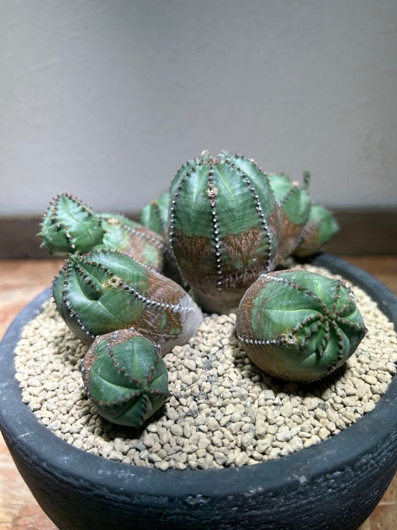 発根済み　オールド　オベサ　群生　ユーフォルビア　木質化　陶器鉢のまま発送