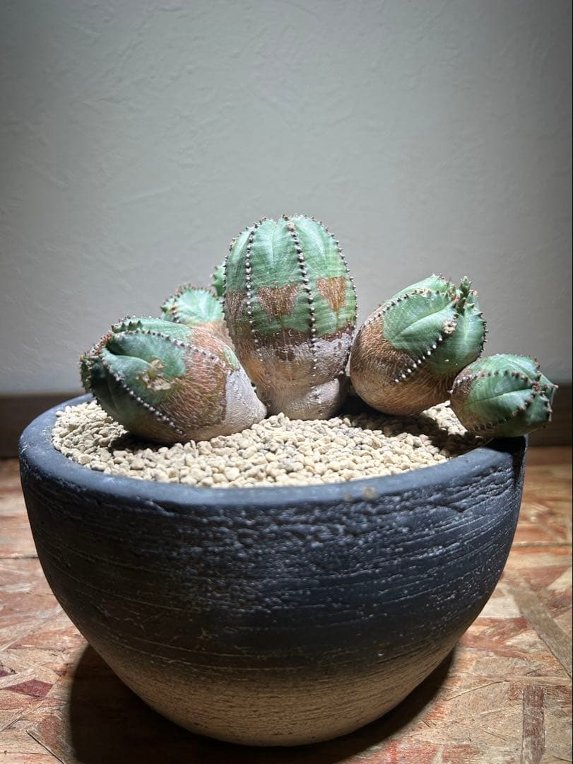 発根済み　オールド　オベサ　群生　ユーフォルビア　木質化　陶器鉢のまま発送