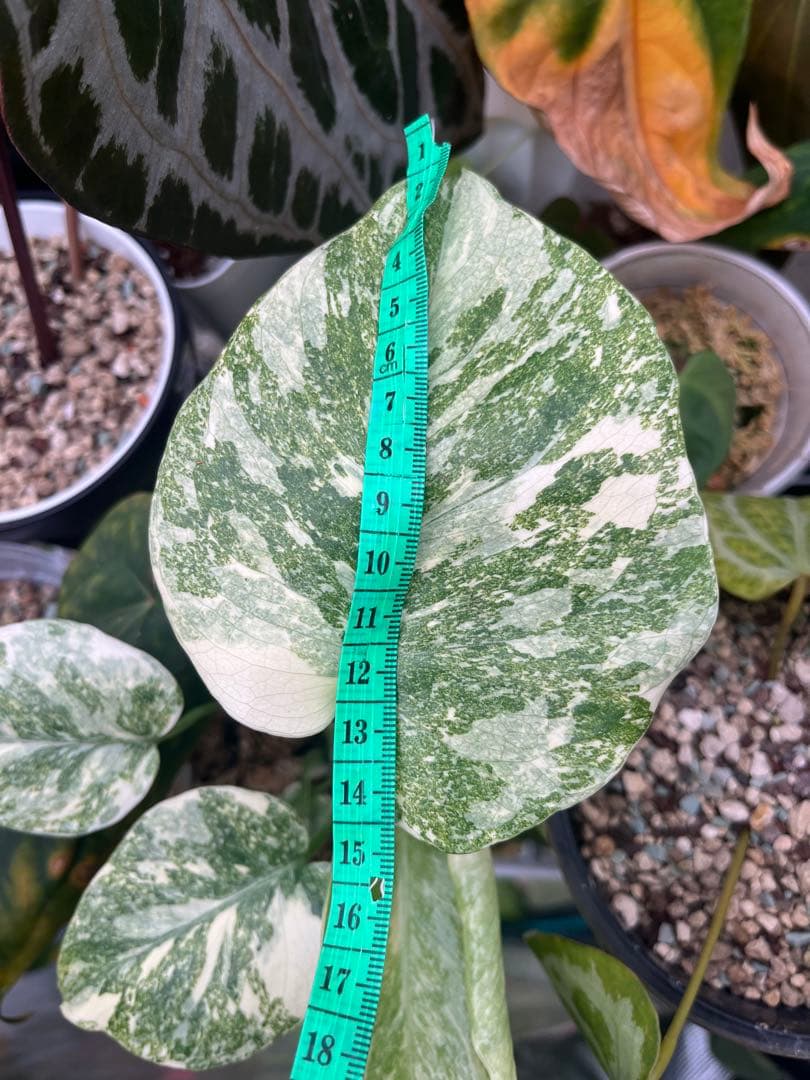 【上質斑】　モンステラ　デリシオーサ　レガシー　斑入り　発根済み