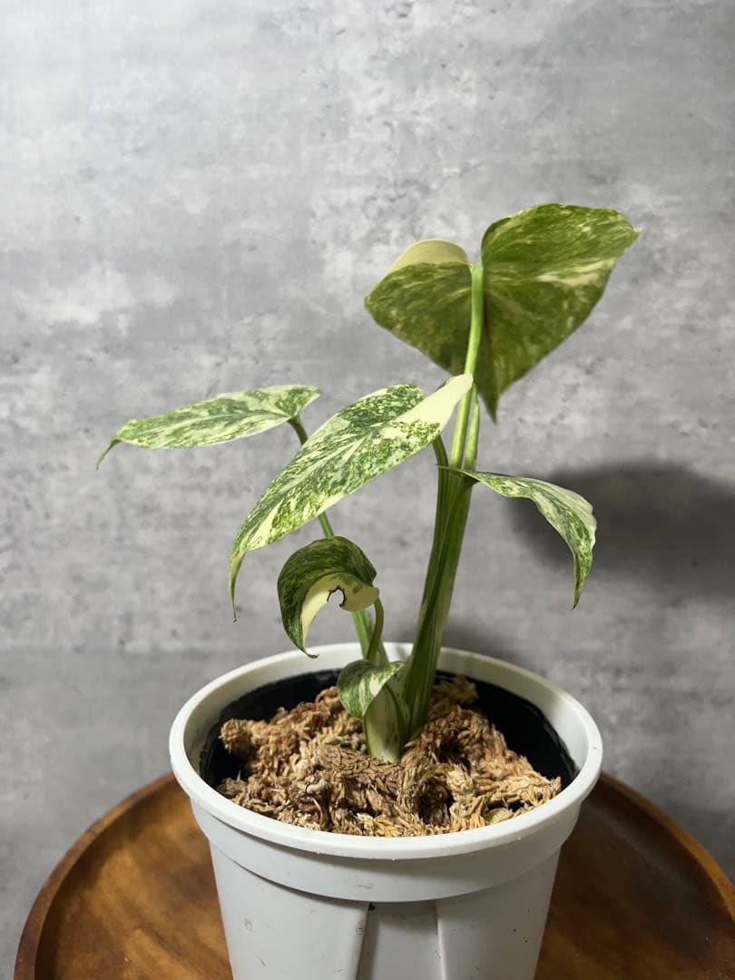 【上質斑】　モンステラ　デリシオーサ　レガシー　斑入り　発根済み