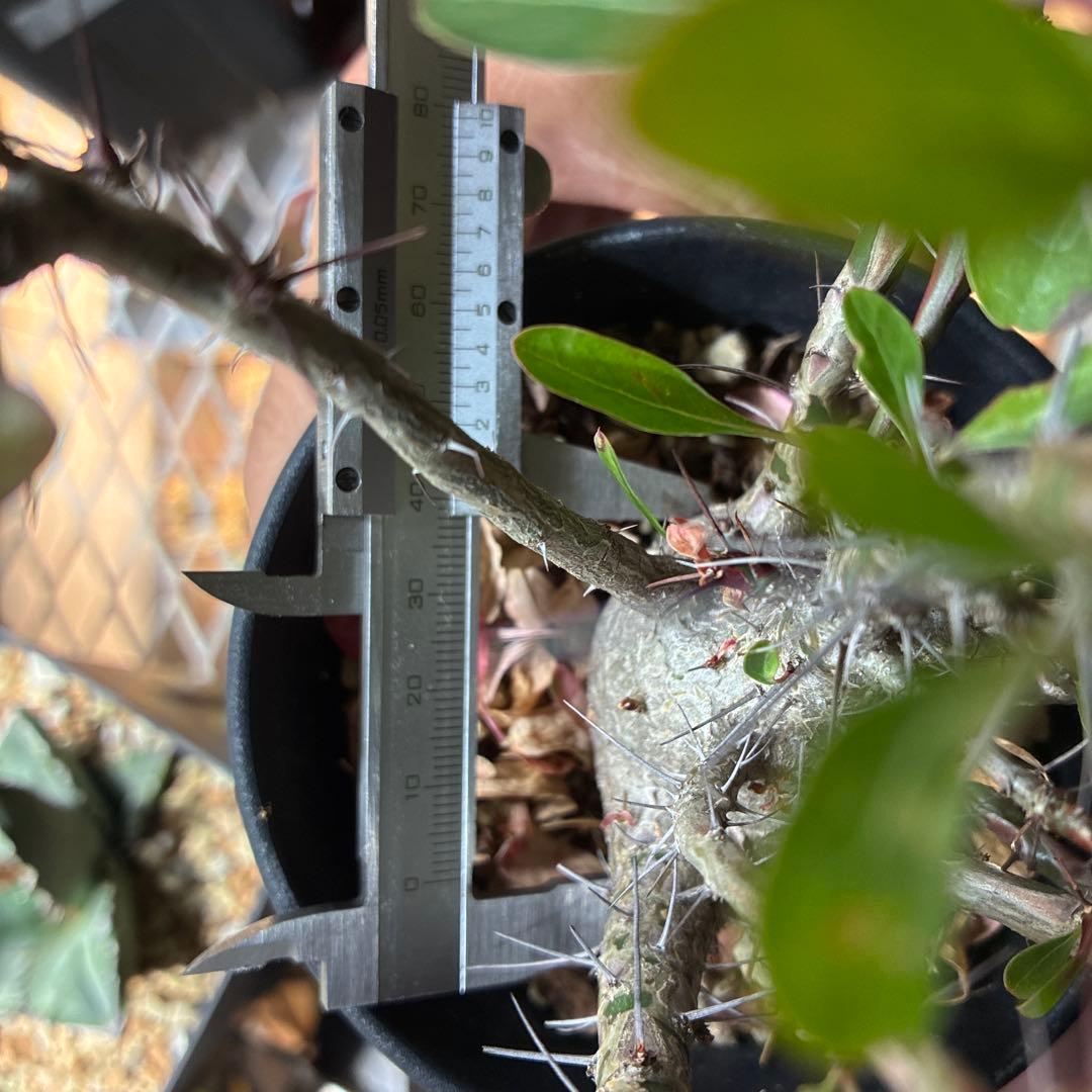 フォークイエリア　ファシクラータ　確認用