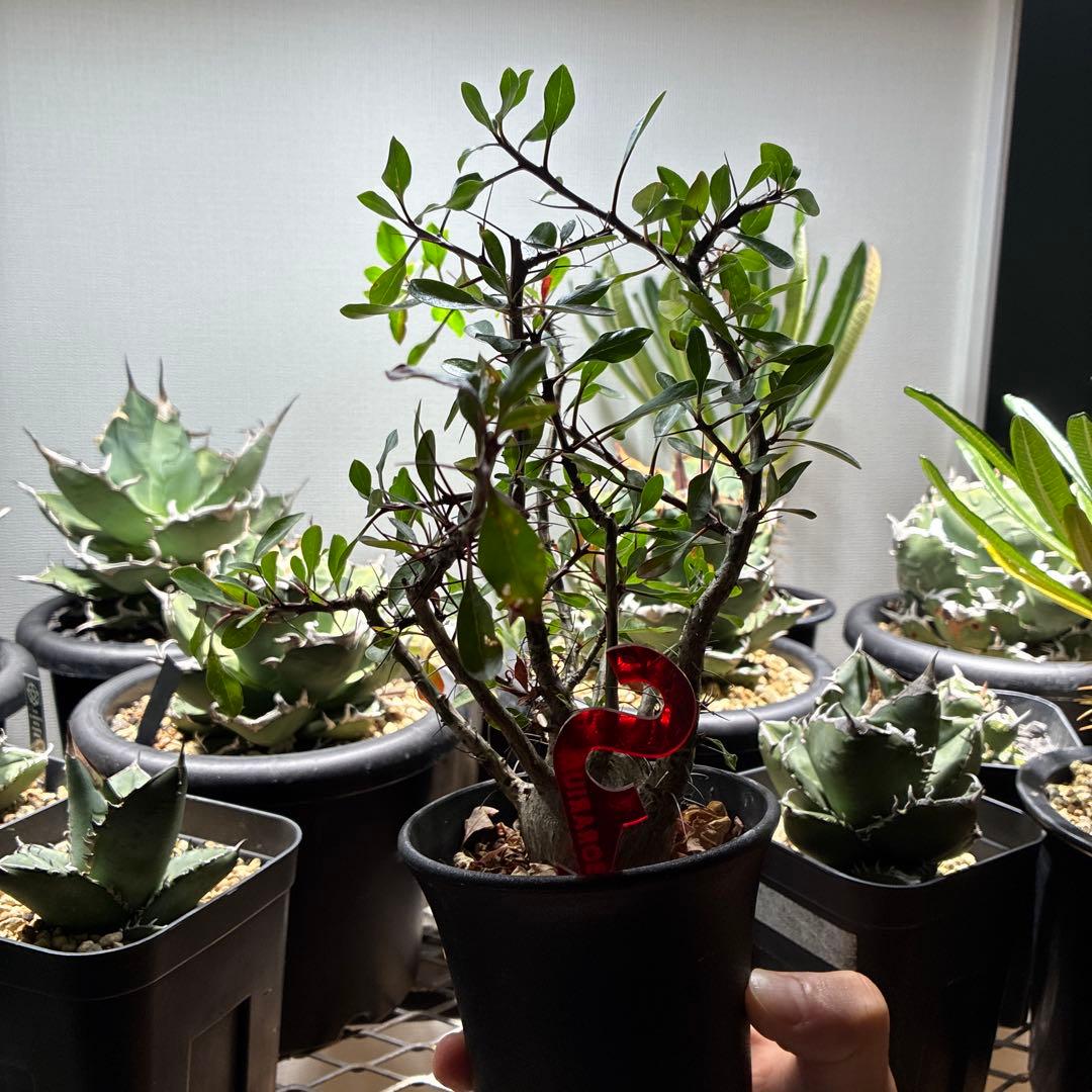 フォークイエリア　ファシクラータ　確認用