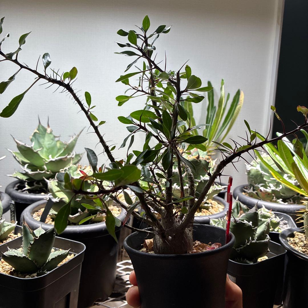 フォークイエリア　ファシクラータ　確認用