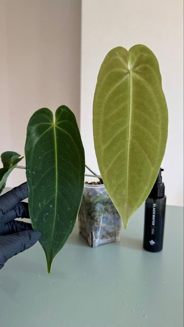 1株のみ Anthurium llicum アンスリウム メタリカム