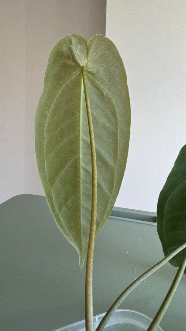 1株のみ Anthurium llicum アンスリウム メタリカム