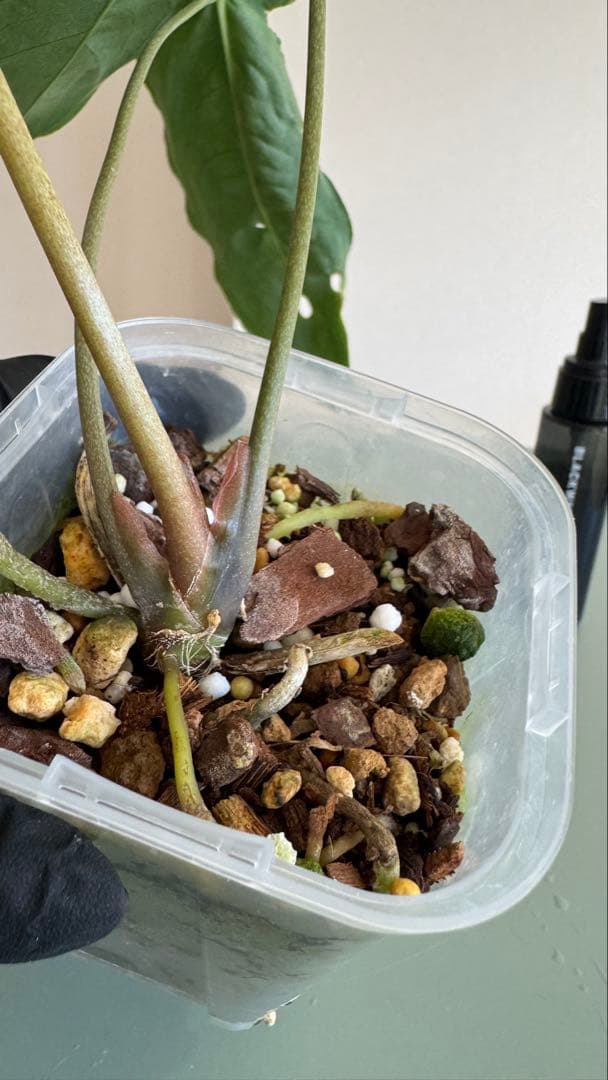 1株のみ Anthurium llicum アンスリウム メタリカム