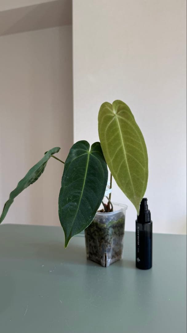 1株のみ Anthurium llicum アンスリウム メタリカム