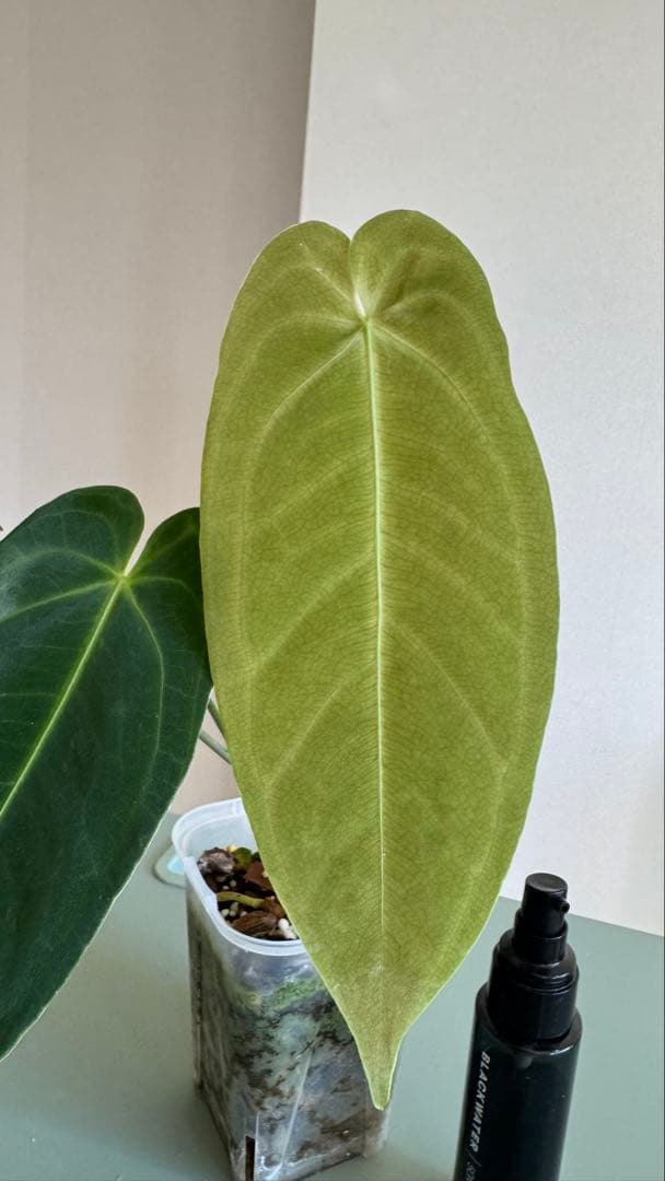1株のみ Anthurium llicum アンスリウム メタリカム