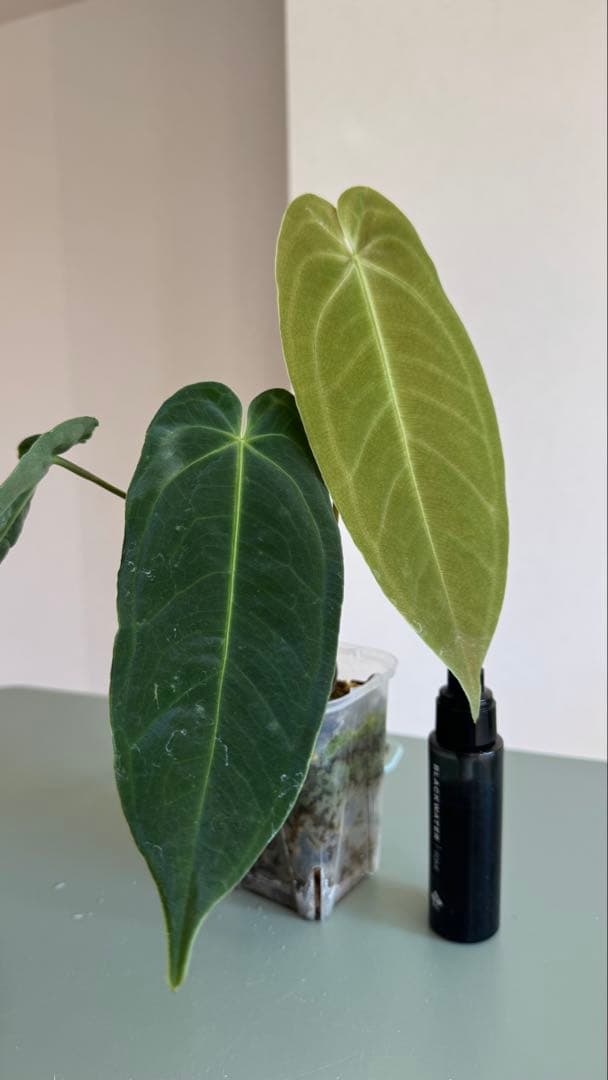 1株のみ Anthurium llicum アンスリウム メタリカム