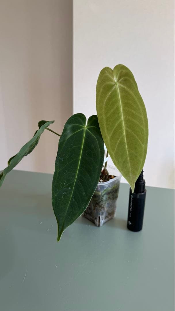 1株のみ Anthurium llicum アンスリウム メタリカム