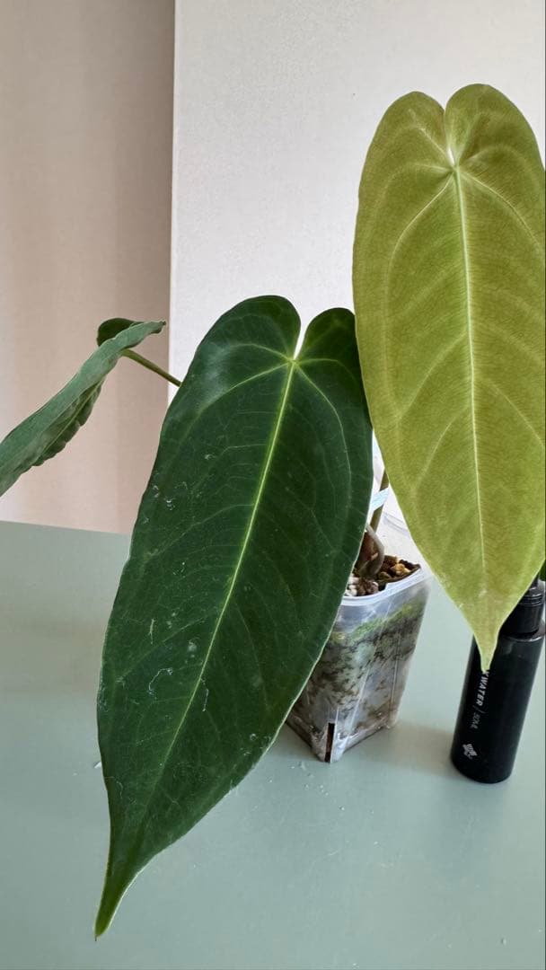 1株のみ Anthurium llicum アンスリウム メタリカム