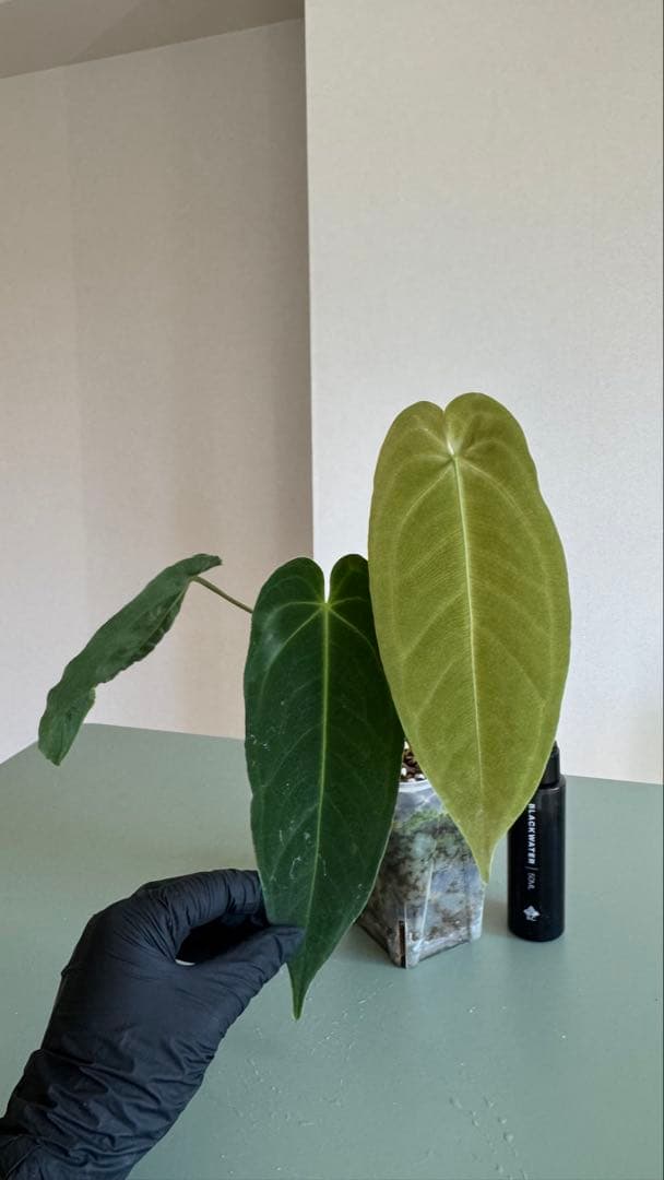 1株のみ Anthurium llicum アンスリウム メタリカム