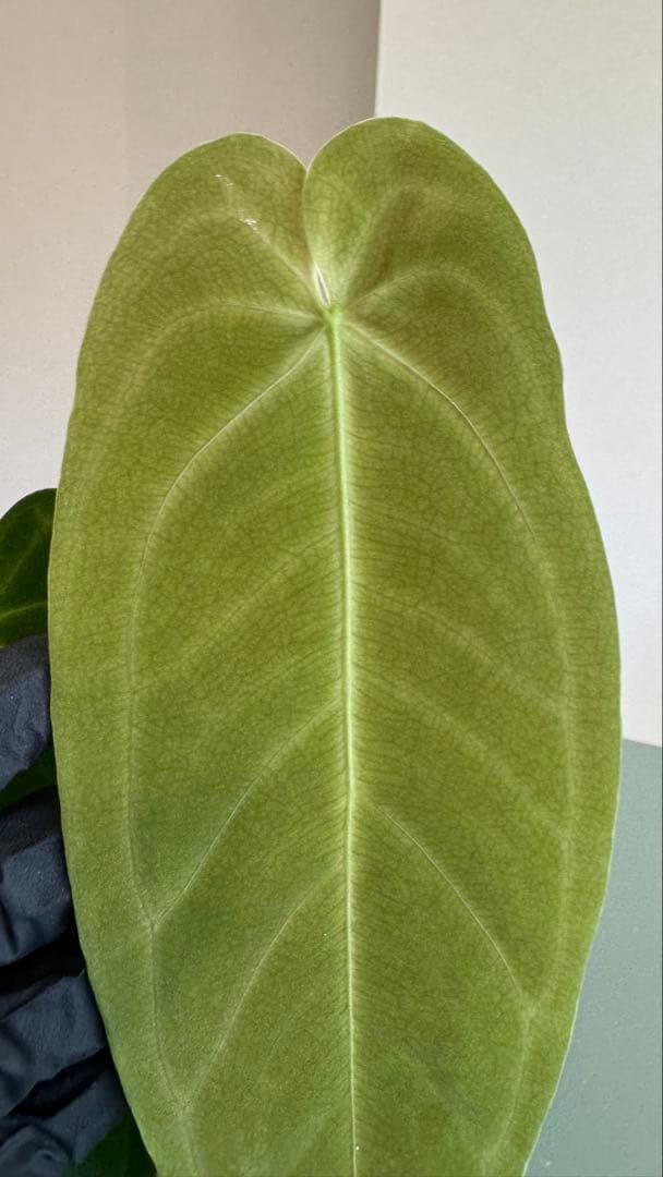 1株のみ Anthurium llicum アンスリウム メタリカム