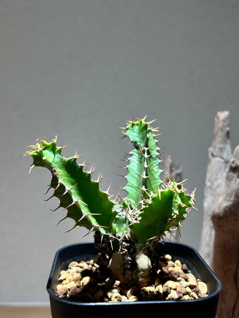 ユーフォルビア　ムランジーナ A