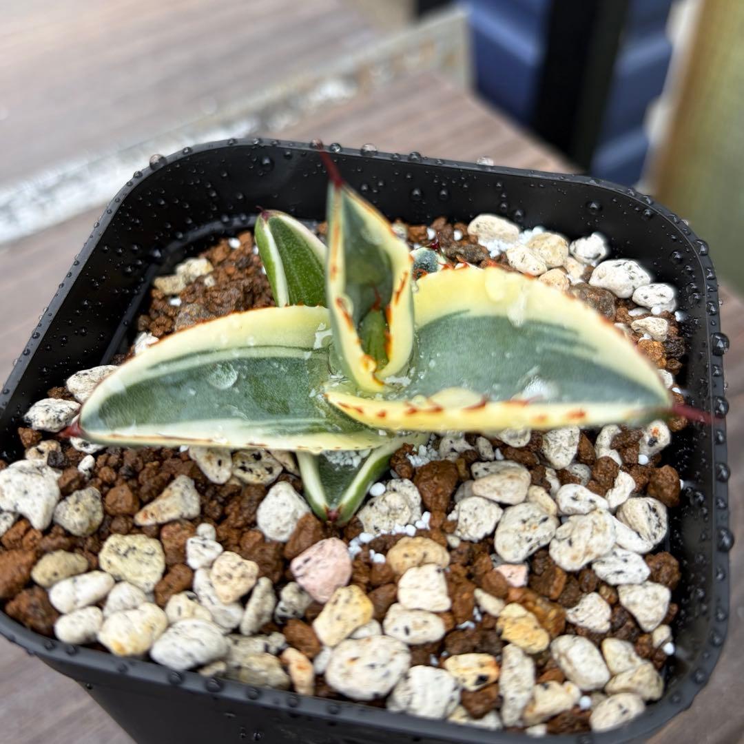 アガベ　極選　グレートホワイトシャーク