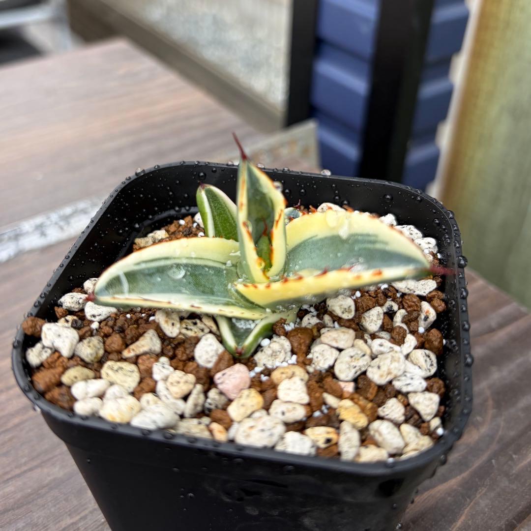 アガベ　極選　グレートホワイトシャーク