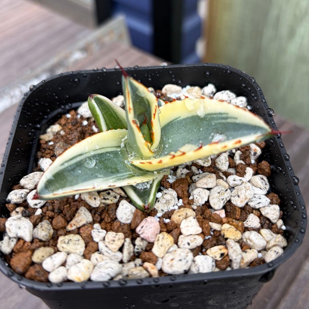 アガベ　極選　グレートホワイトシャーク