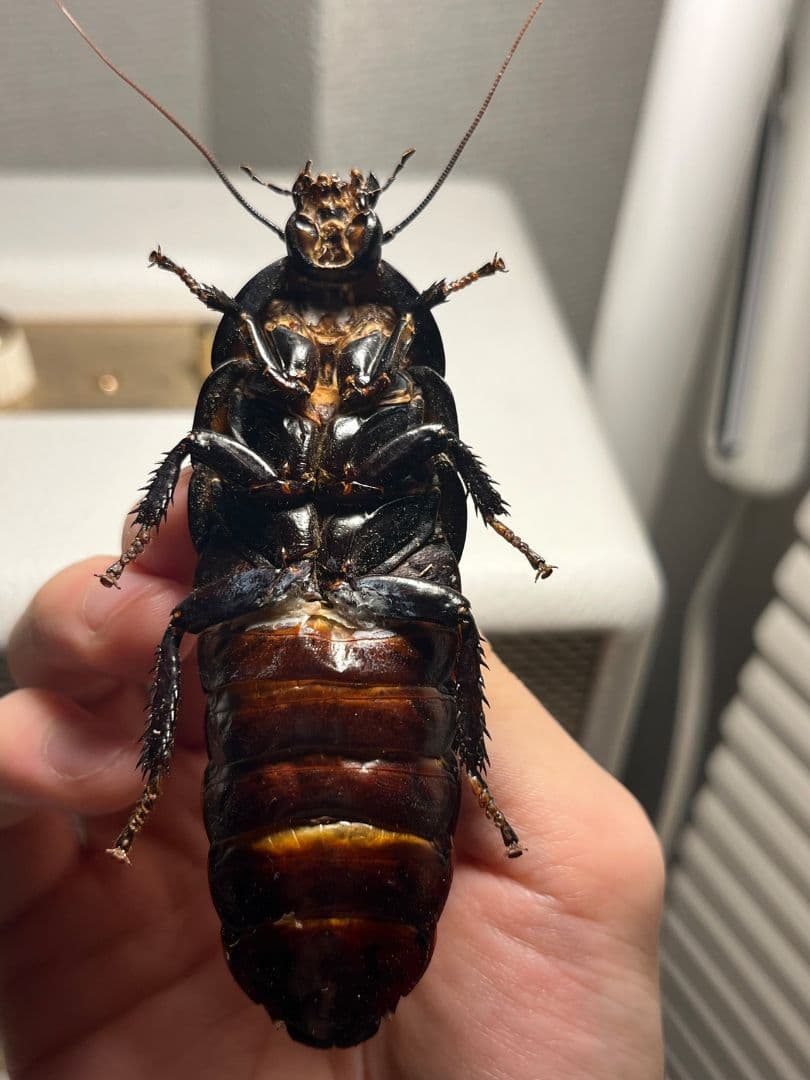 【蜚最大級】マダガスカルゴキブリ オブロンゴナタ？ 標本 ポルテントーサ