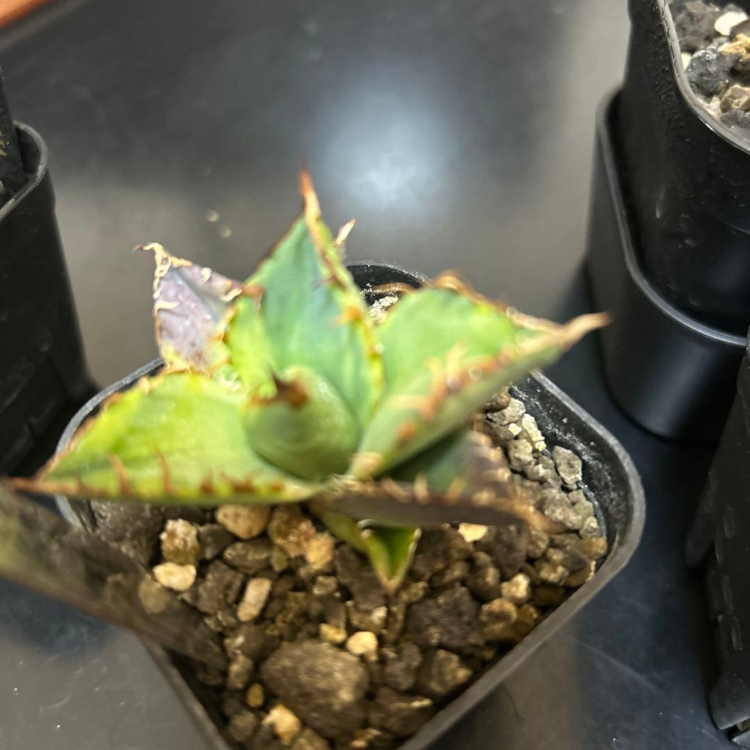 t*g様 アガベ　OC子株　4種セット　白毫棘　台湾ゴジラ　大白鯊　オアハカ現地