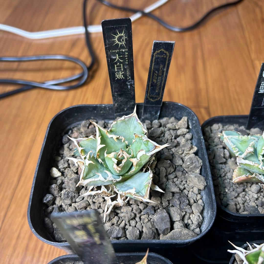 t*g様 アガベ　OC子株　4種セット　白毫棘　台湾ゴジラ　大白鯊　オアハカ現地