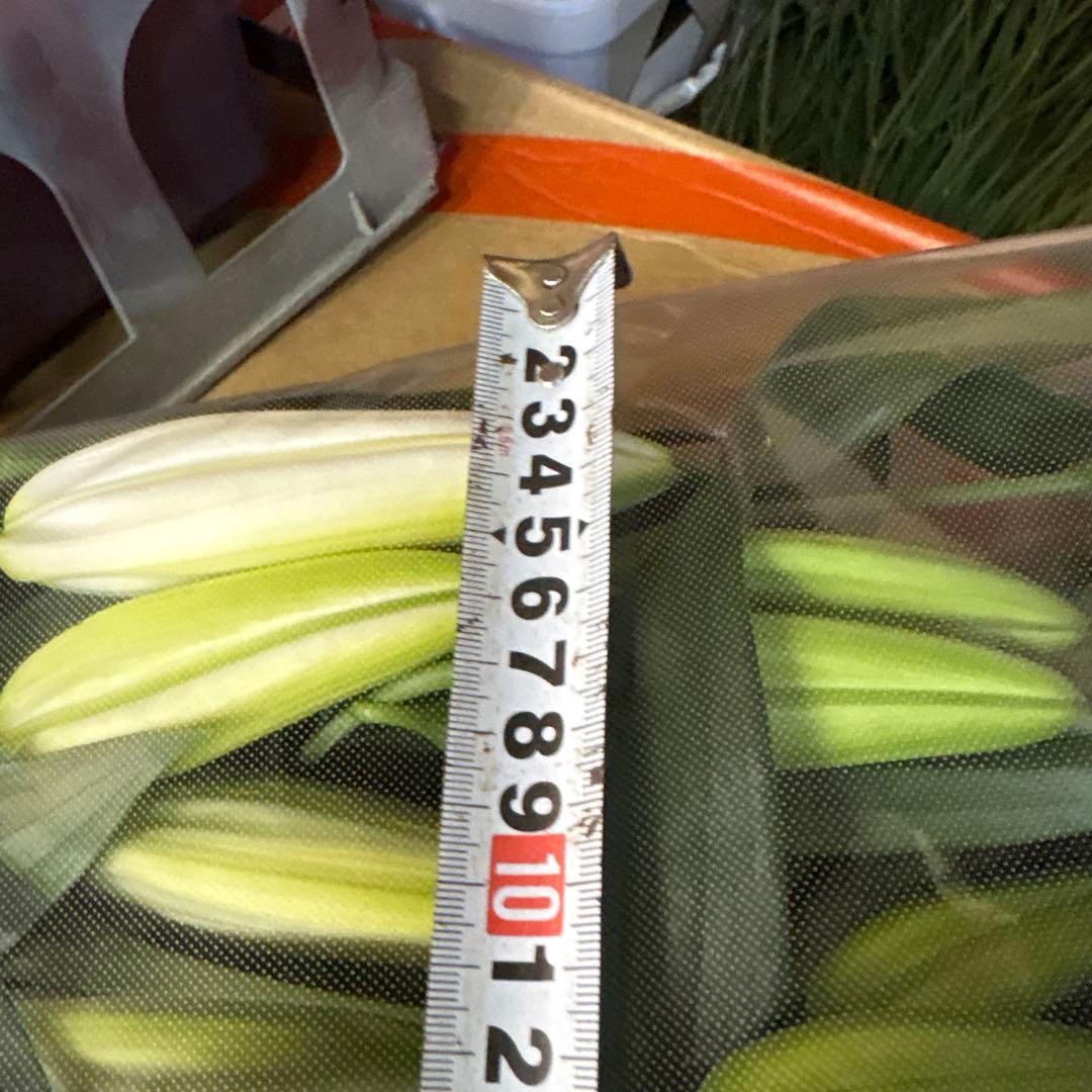 バァバ 白百合5輪咲き20シベリア 首花トルコ桔梗20本付き