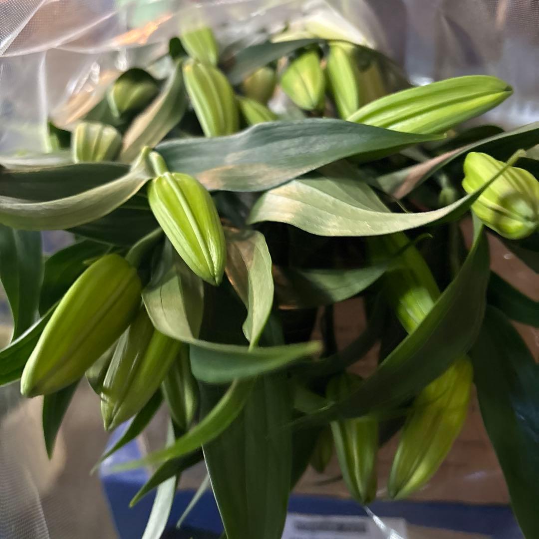 バァバ 白百合5輪咲き20シベリア 首花トルコ桔梗20本付き