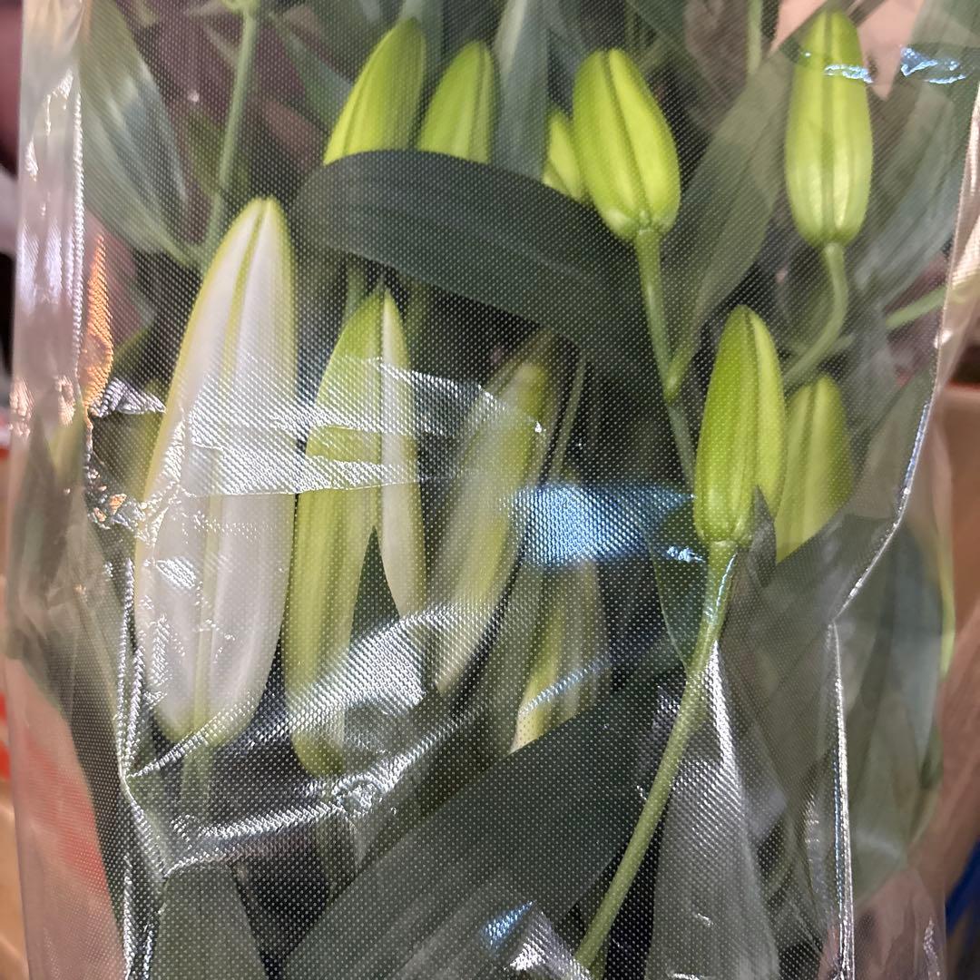 バァバ 白百合5輪咲き20シベリア 首花トルコ桔梗20本付き