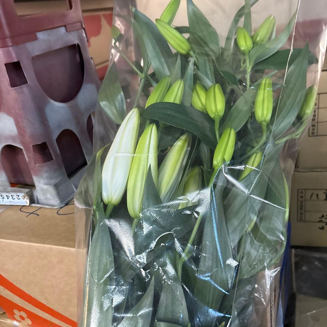 バァバ 白百合5輪咲き20シベリア 首花トルコ桔梗20本付き