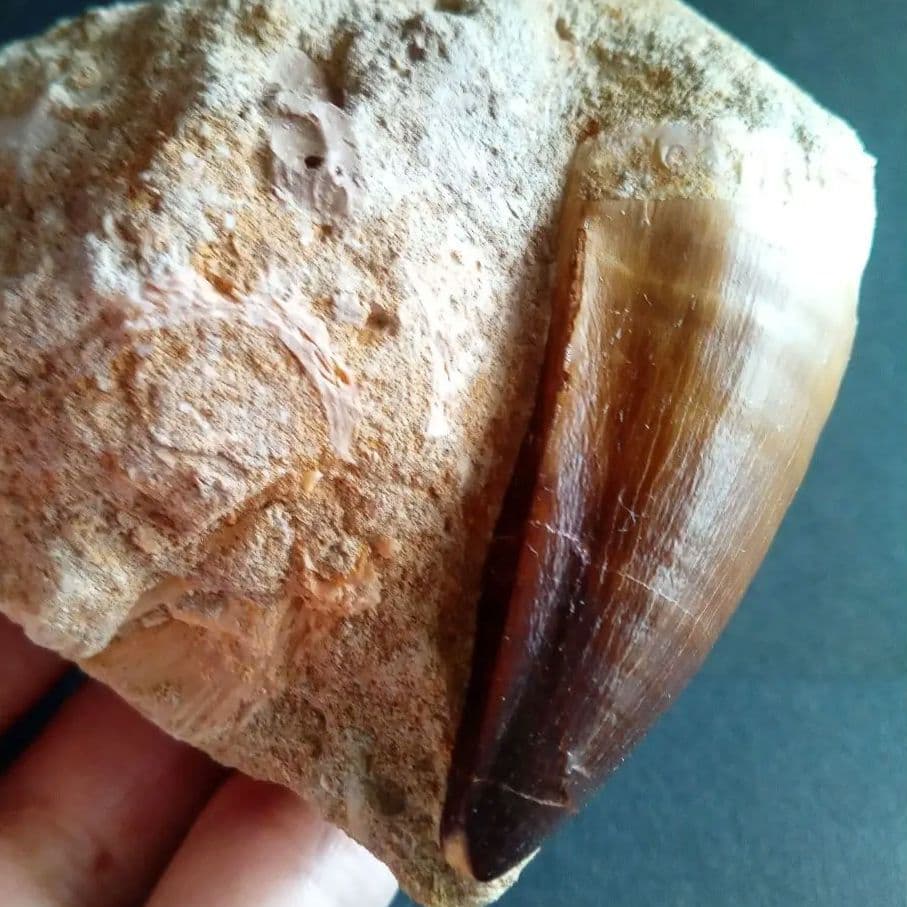 モササウルス　母岩付き標本　極美麗　歯56mm　特大　希少