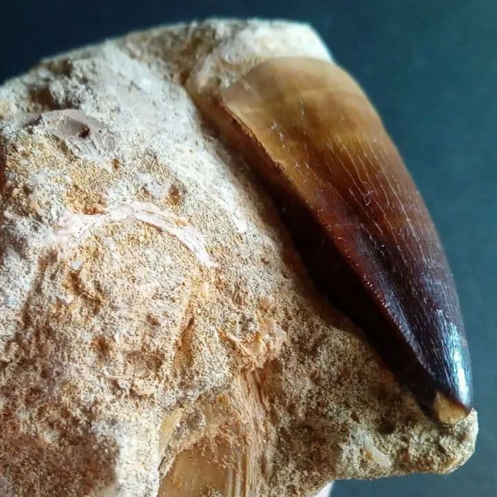 モササウルス　母岩付き標本　極美麗　歯56mm　特大　希少