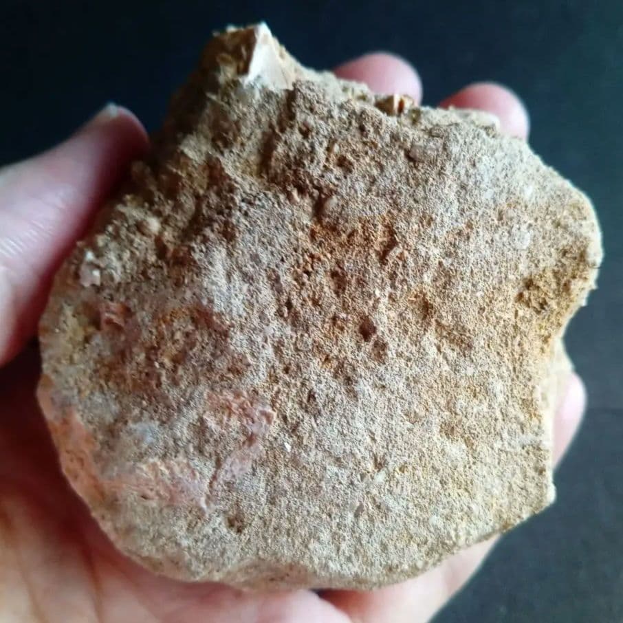 モササウルス　母岩付き標本　極美麗　歯56mm　特大　希少